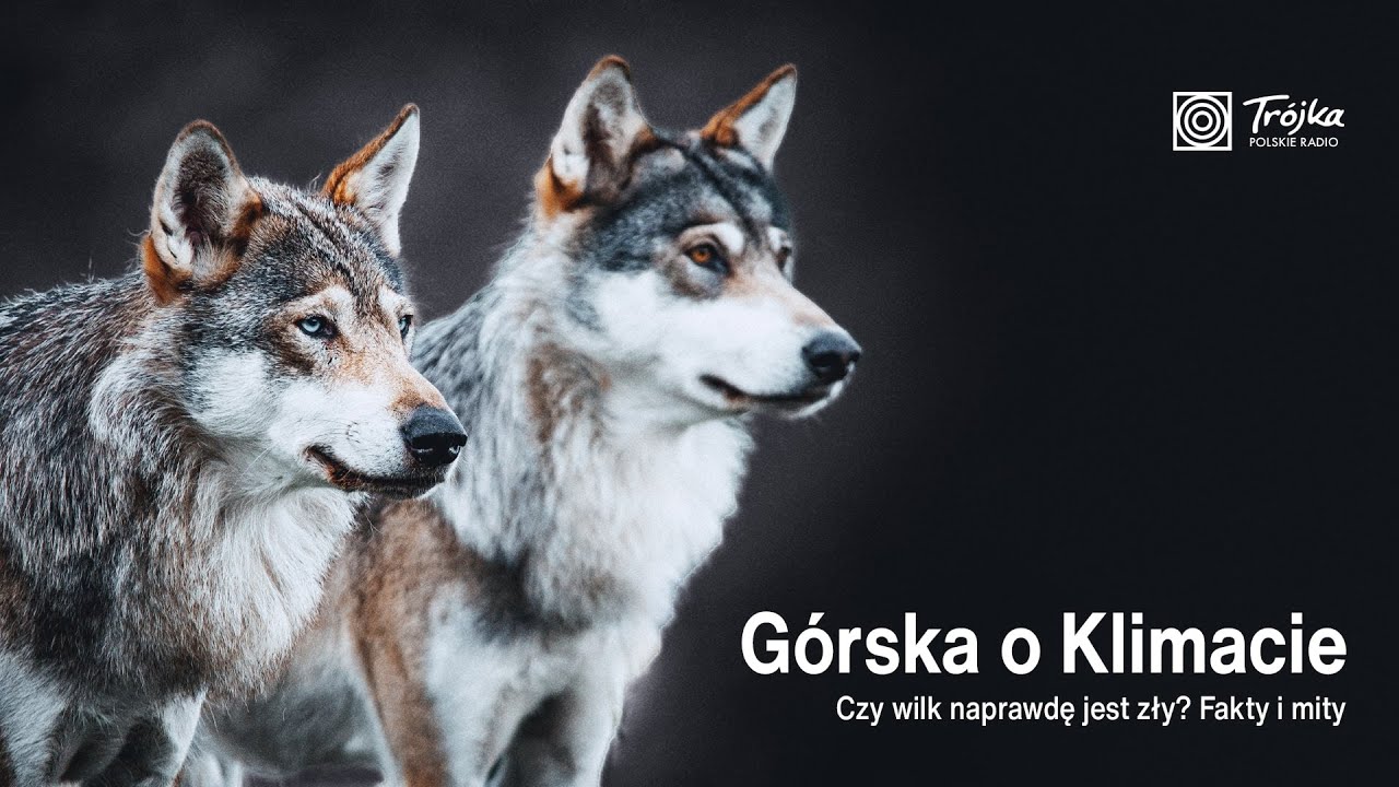 Czy wilk naprawdę jest zły? Fakty i mity o leśnym drapieżniku