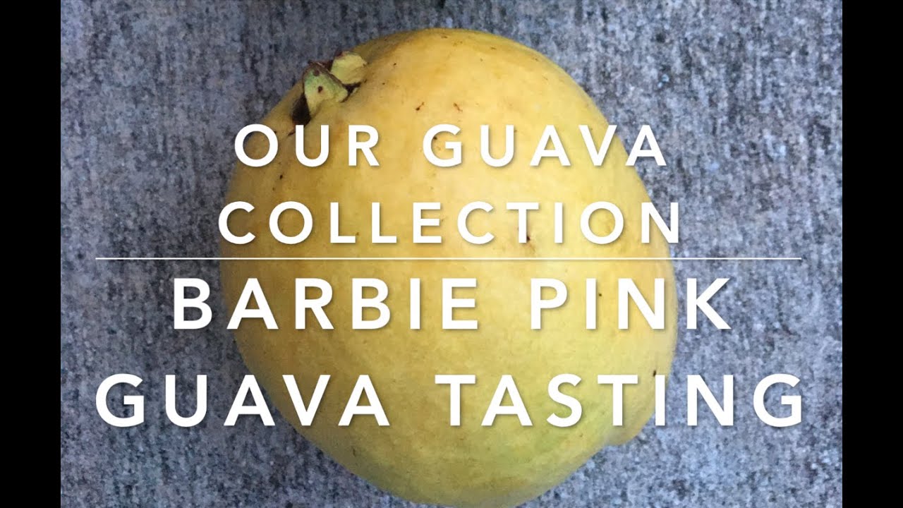 Our Guava Collection + Barbie Pink Guava Tasting