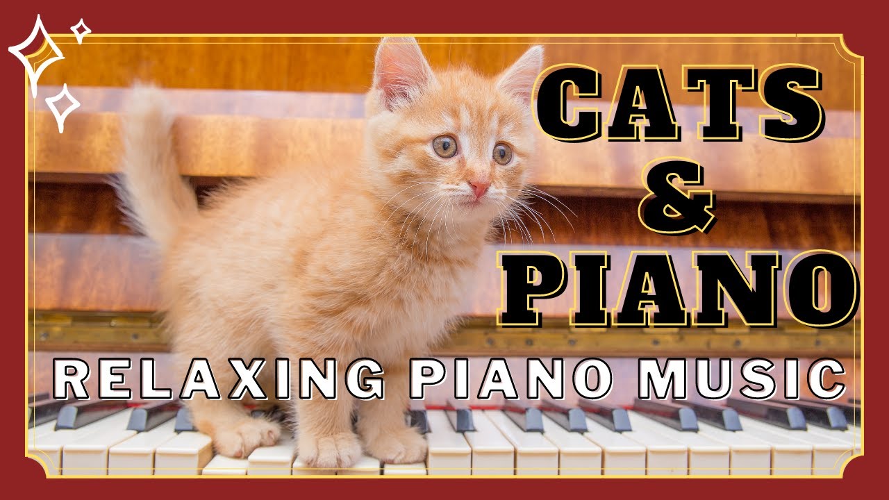Cats & Piano I Relaxing Compilation | Piano Music