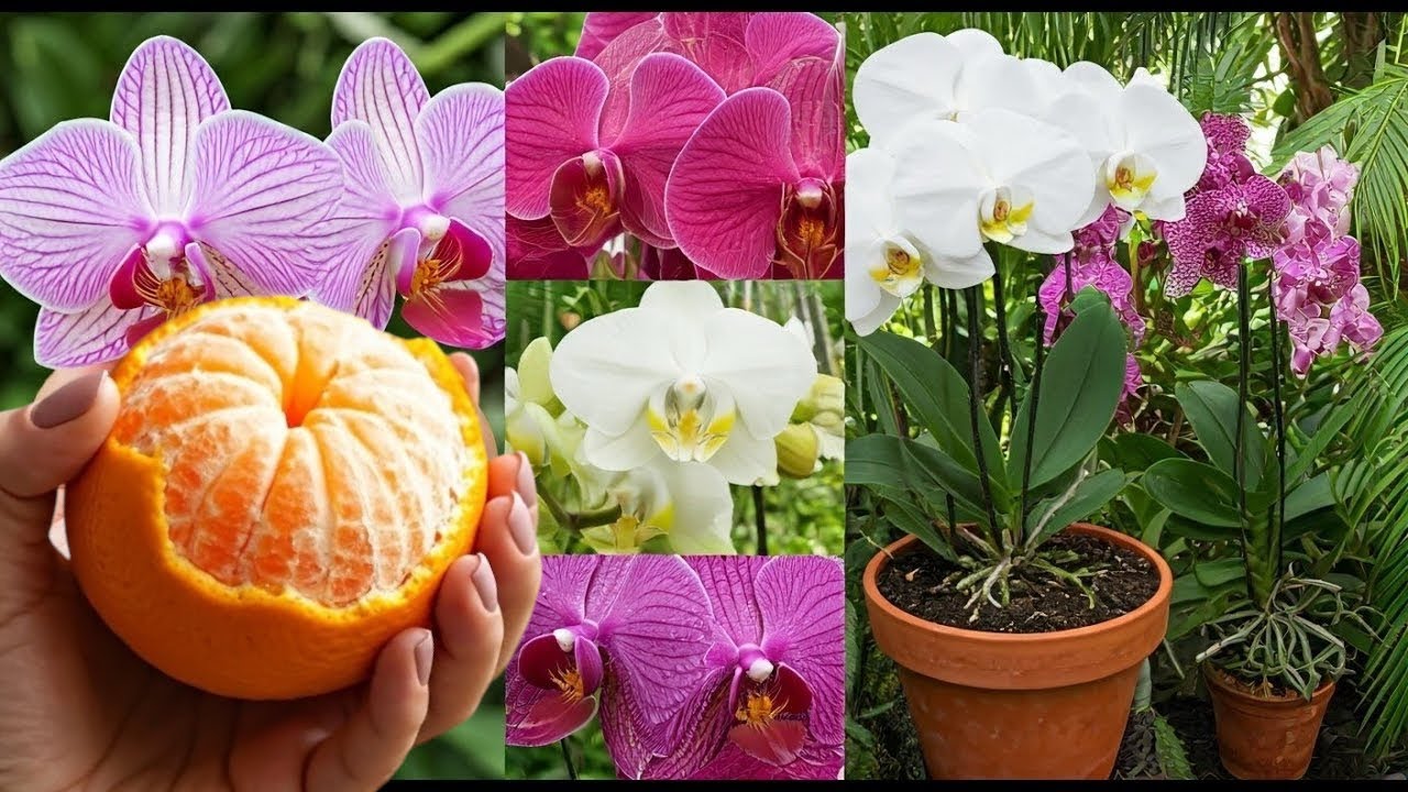 Just orange! Orchid grow 200% of roots immediately and bloom super flowers