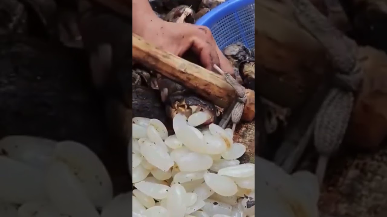 Black Sugar Palm fruit #fruit #harvesting #satisfying #shortvideo