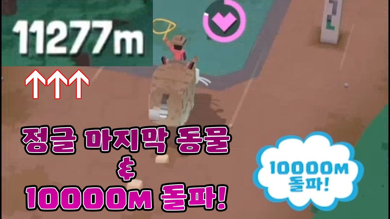 10000m를 넘겼다 과연 몇m나 갔을까? 정글의 마지막 동물! - 로데오 스탬피드(RODEO STAMPEDE)(눈표범)