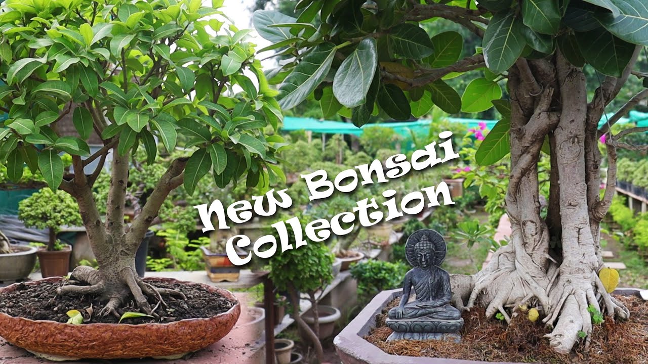 New Bonsai Collection In Green's Buddha Garden | Bonsai Tree | Bonsai Plant | Bonsai
