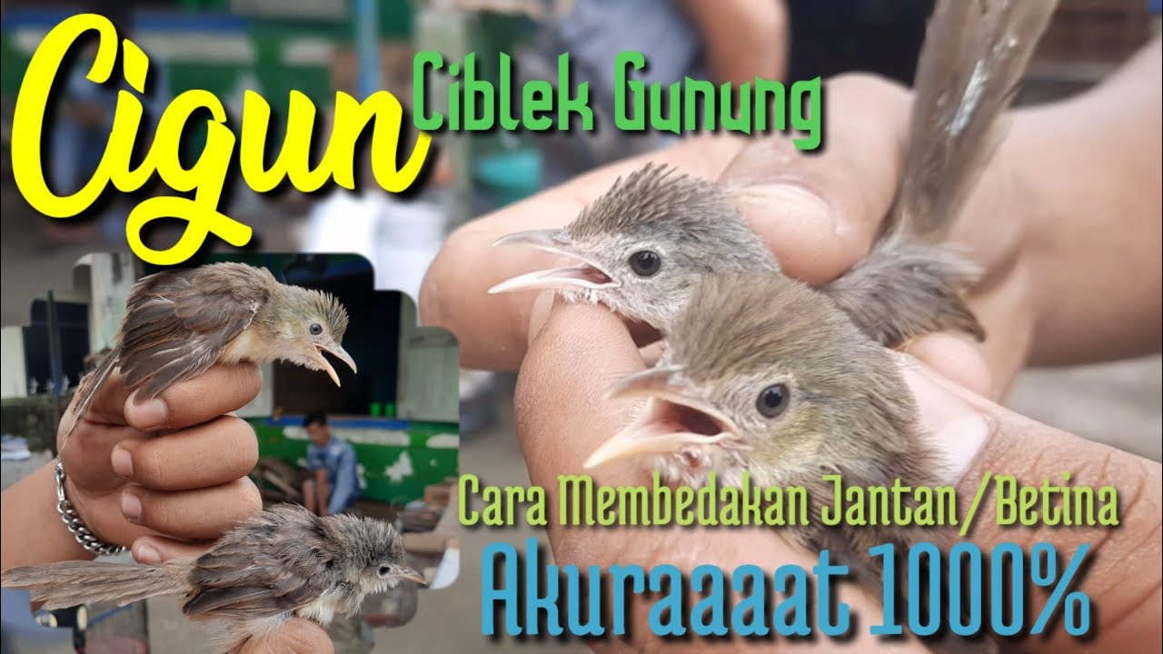 Cigun - Ciblek Gunung || Cara Membedakan Jantan / Betina Secara Akuraaat & Tepat