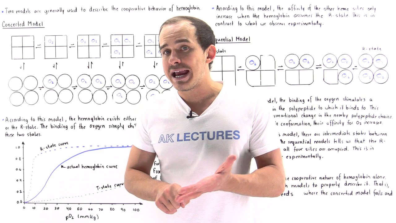 Concerted and Sequential Model for Hemoglobin