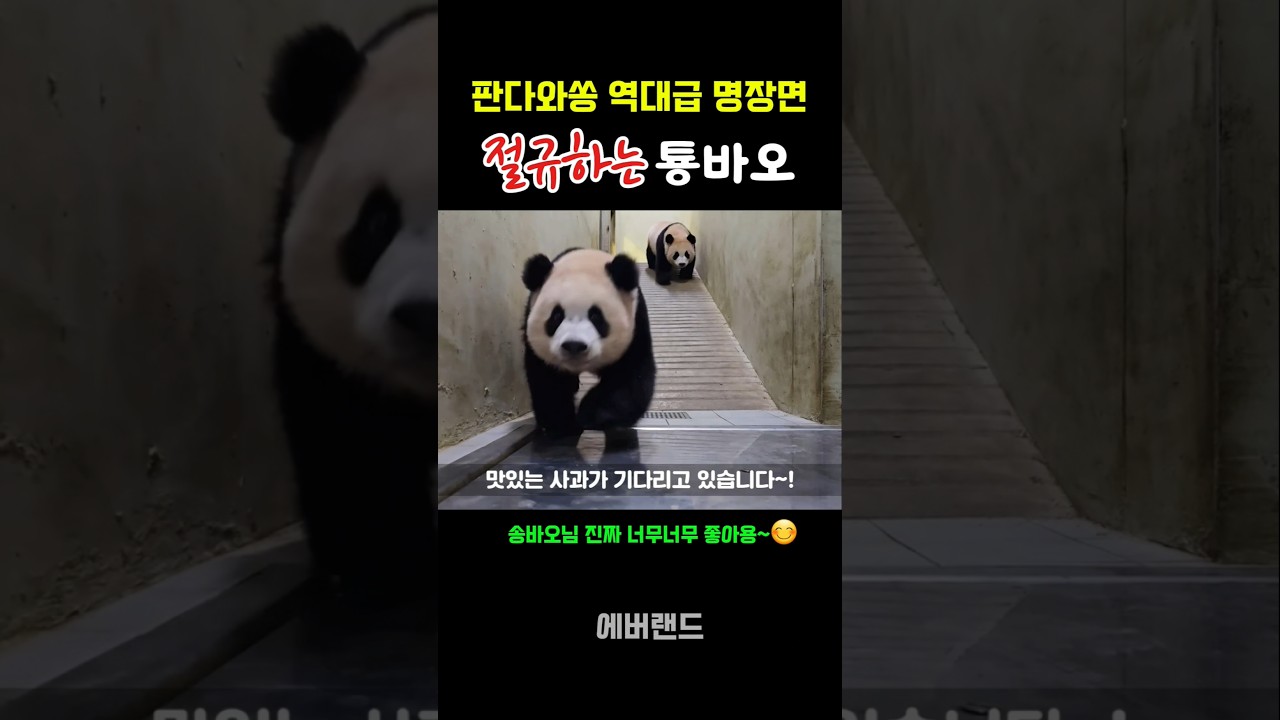 득음하신 송바오님^^