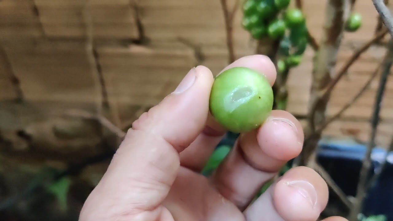 Tour pelo pomar em vaso é possível ter mais de 100 frutíferas em vaso produzindo???