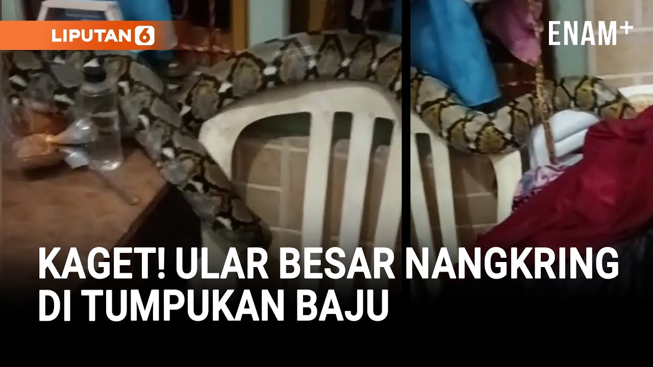 Ular Piton 4 Meter Bersembunyi di Tumpukan Pakaian Warga Bangkalan | Liputan6