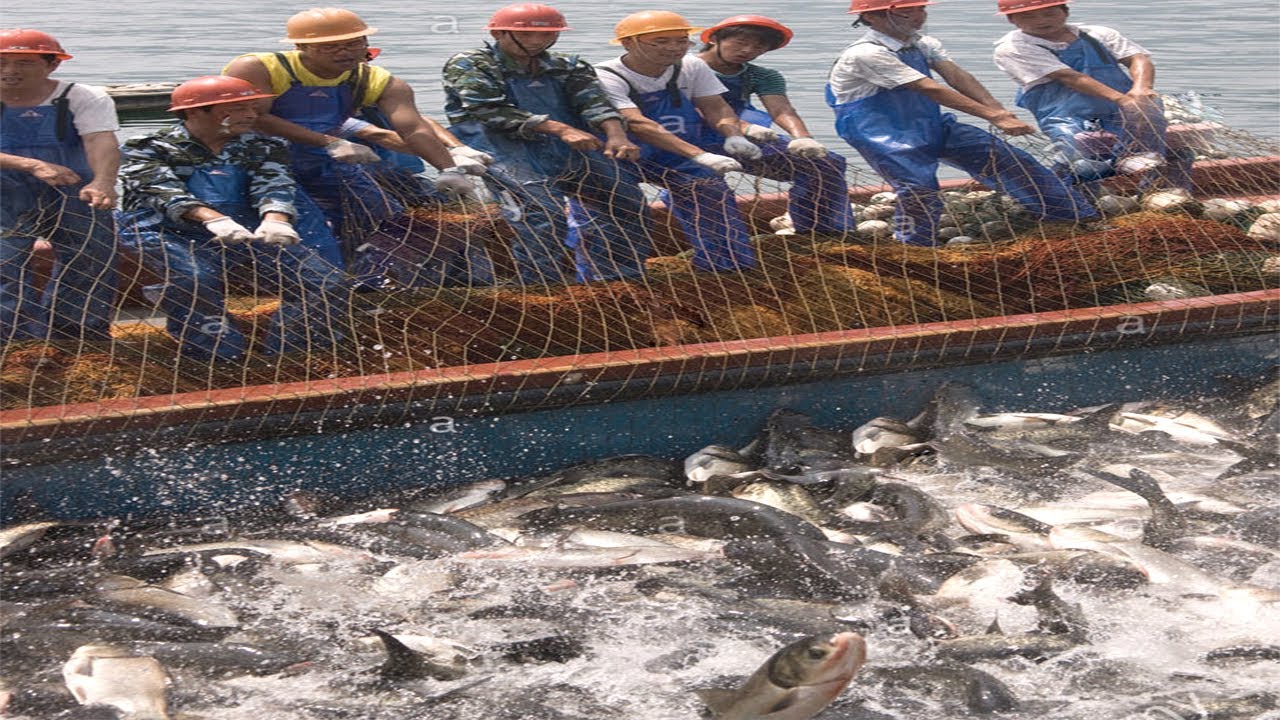 Everyone should watch this Fishermen's video - Most Satisfying Net Fishing Catching Big Fish #04