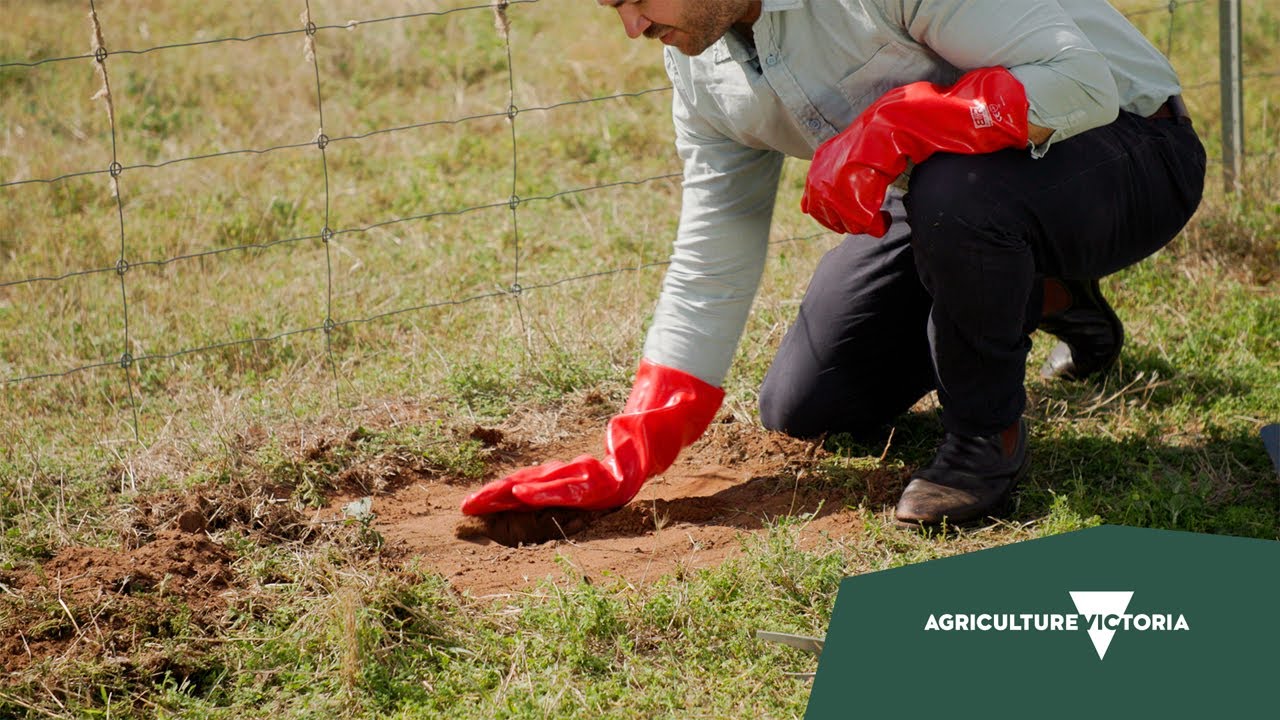 2.  Baiting foxes in Victoria