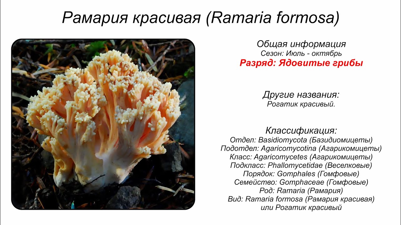Рамария красивая (Ramaria formosa)