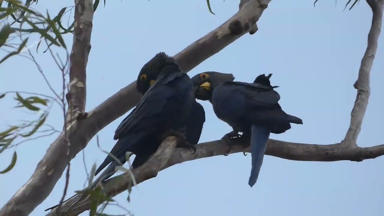 Lear's Macaw, Anodorhynchus leari, Euclides da Cunha, BA, Brazil, 20 Jan 2026 (1/3)