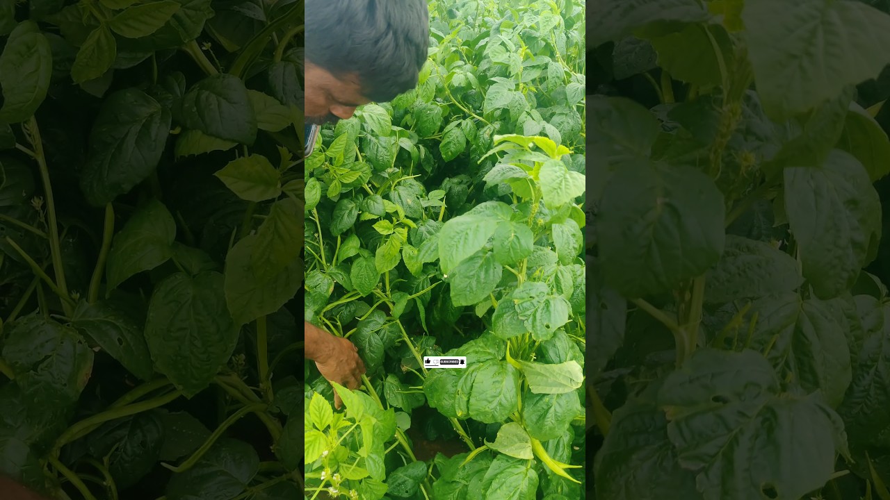 Cluster beans #seeds #marketing