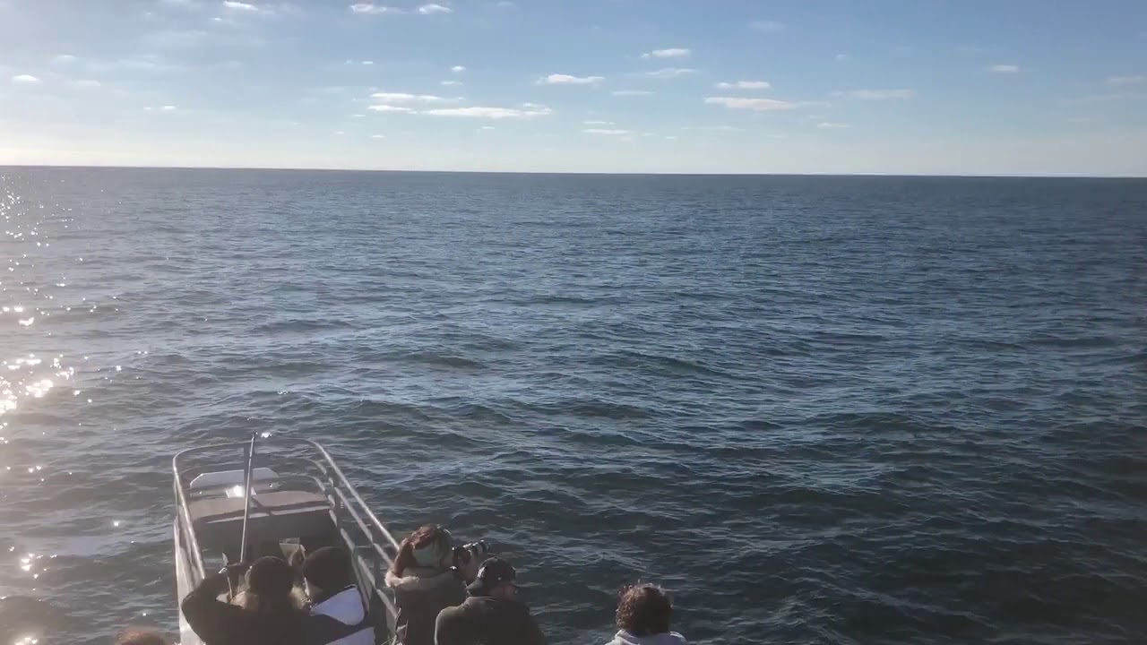 Surprise Humpback Whale Cape May New Jersey