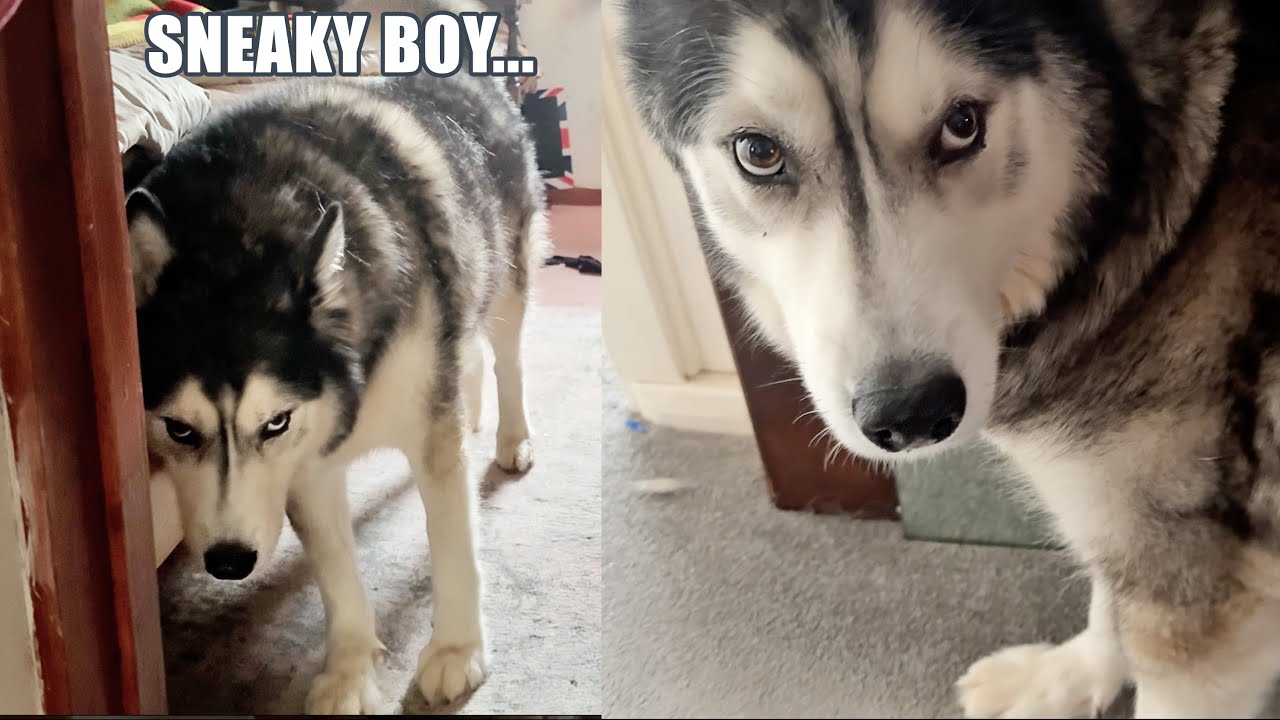 Husky Key Sneaks Into His Nan's Room!