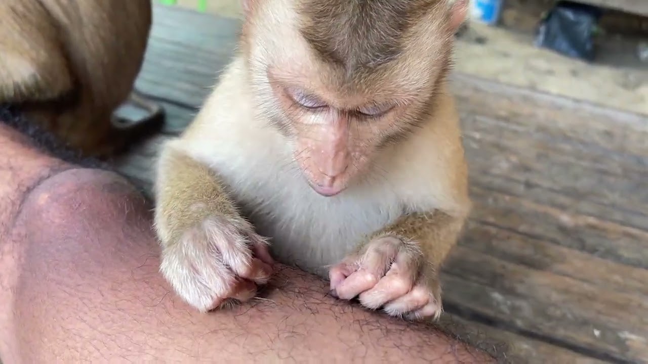 Adorable Zueii Focus Grooming My Legs