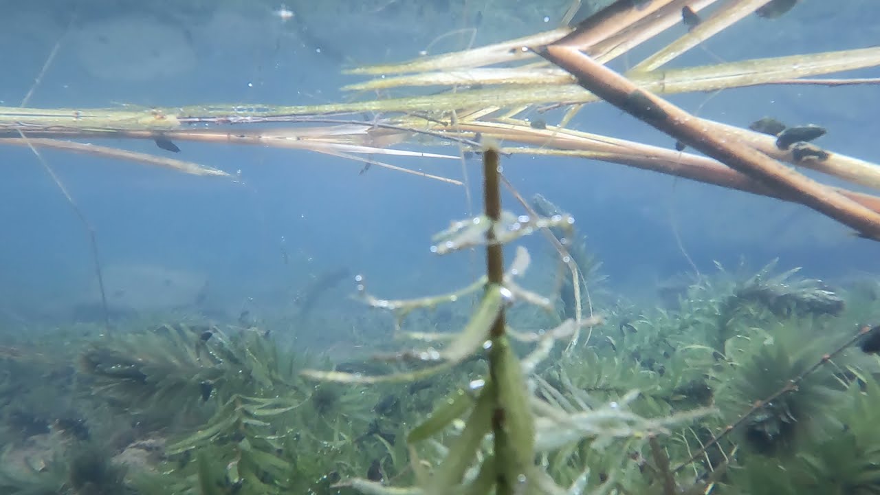 冬の修景池　メダカの様子