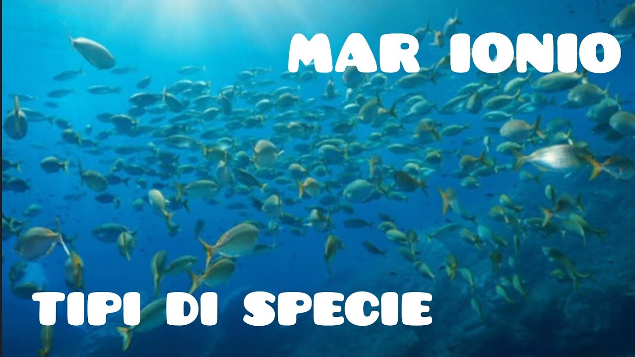 TUTTE LE SPECIE DI PESCI PRESENTI NEL MAR IONIO