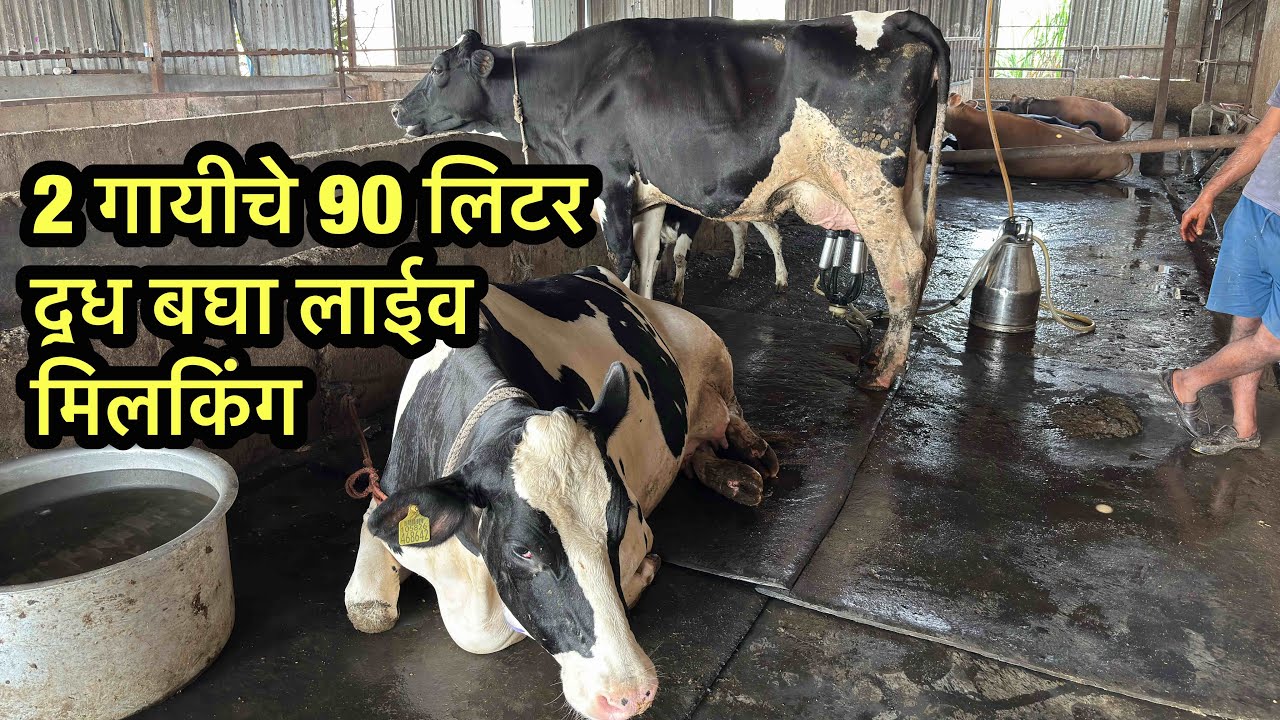 दोन गायीचे 90 लिटर दूध बघा लाईव्ह मिलकिंग | Hf Cow Live Milking