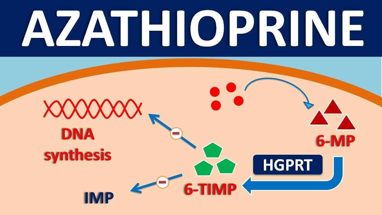 Azathioprine (imuran) - Mechanism, side effects, precautions & uses