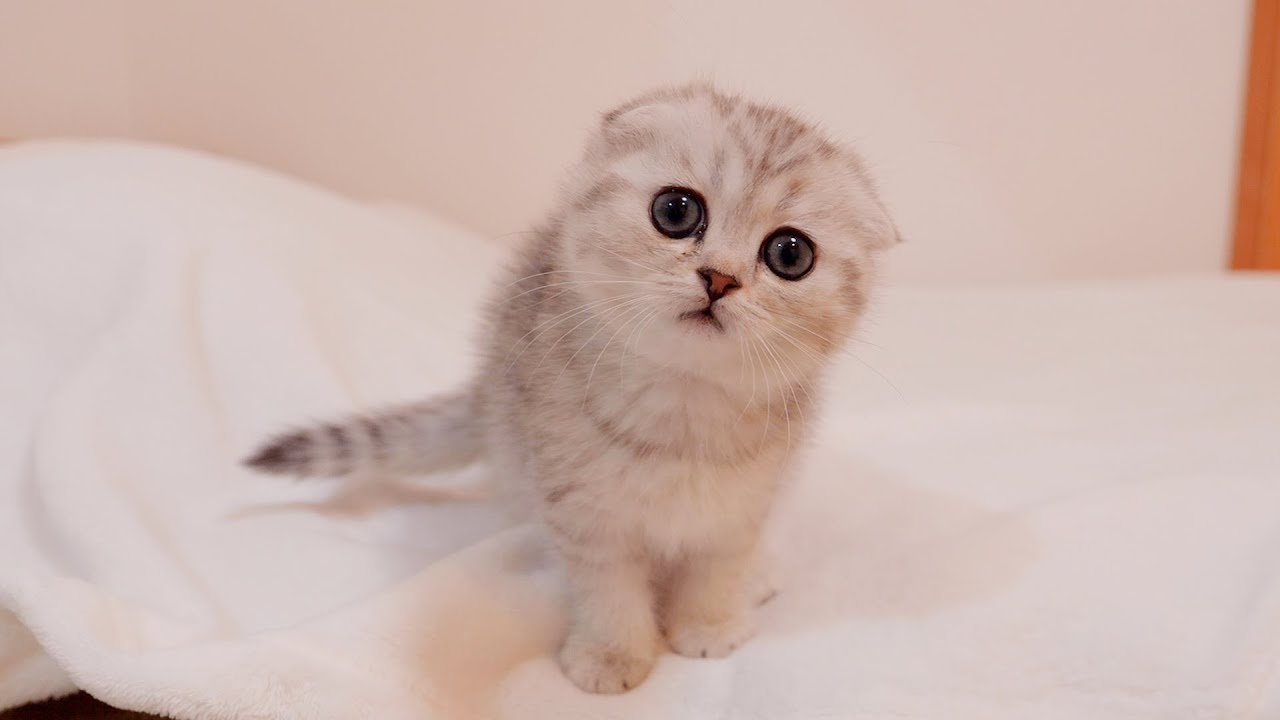 Котёнок, который испугался и убежал, когда я подарила ему игрушку, был таким милым!
