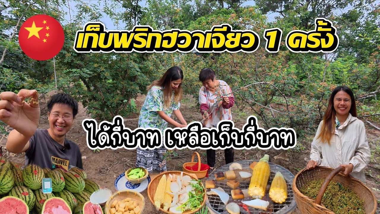 ชีวิตในจีน EP. 17 l เก็บพริกฮวาเจียวสวนหม่าม๊า ซื้อของแถวบ้าน ปิ้งย่างบนระเบียง