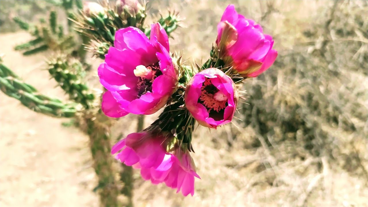 Native Plants of Coronado Historic Site - Cane Cholla