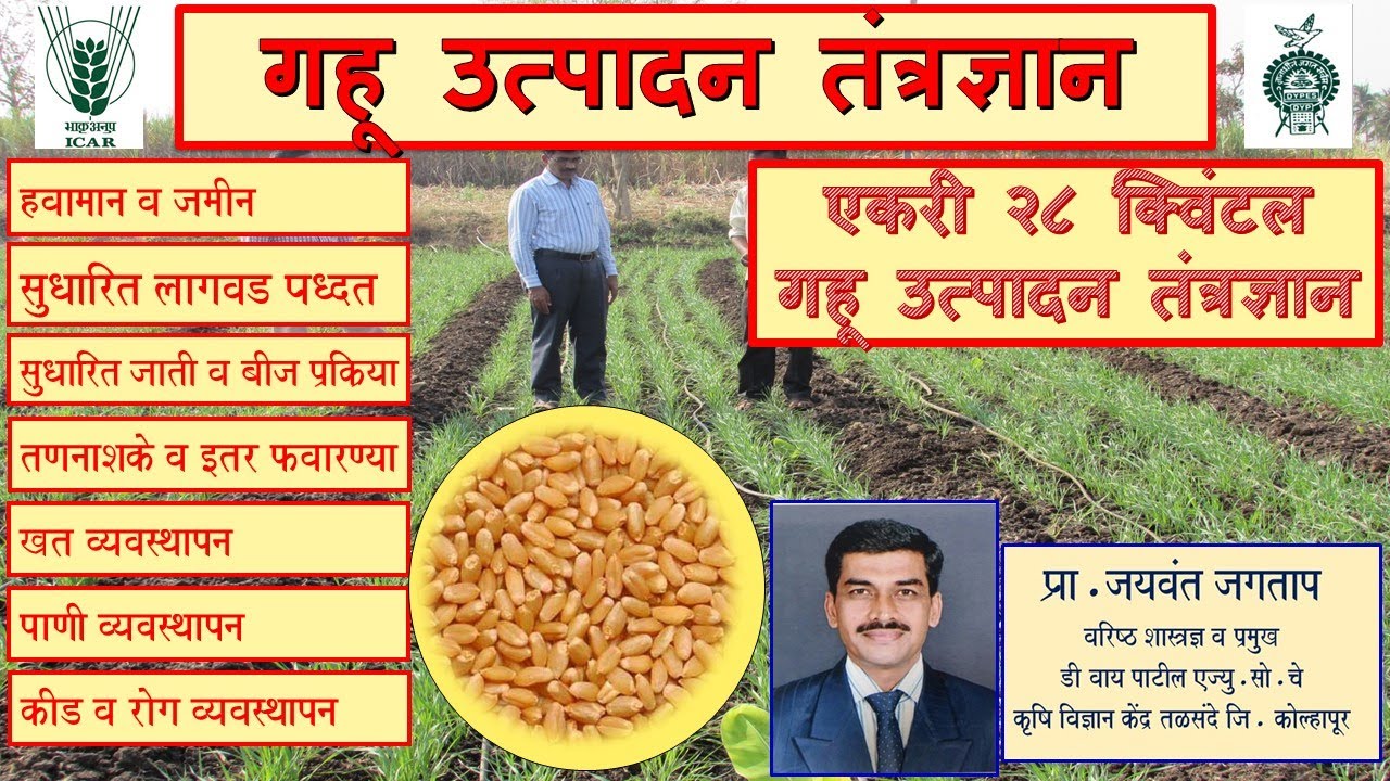 गहू लागवड, गहू  उत्पादन तंत्रज्ञान, Wheat, Gahu lagwad mahiti, Gahu lagwad tantrdyan, Jaywant Jagtap