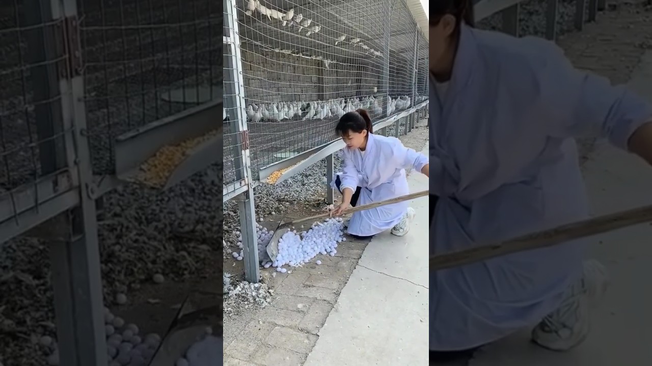 World biggest pigeon farm 💥🔥#pigeon#pigeontraining#kabutar#kabootar