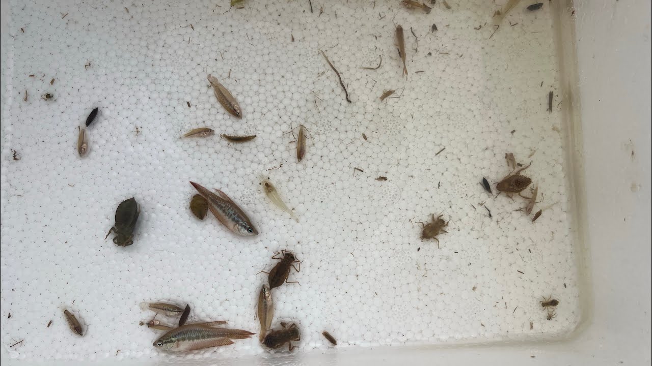 Collecting and observe.small fish , small shrimp and aquatic  in rural 