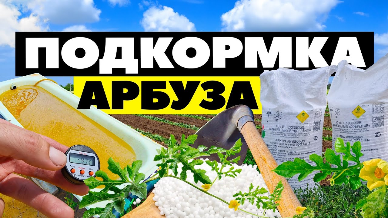Подкормка арбуза 🌱🍉💦 15 06 23