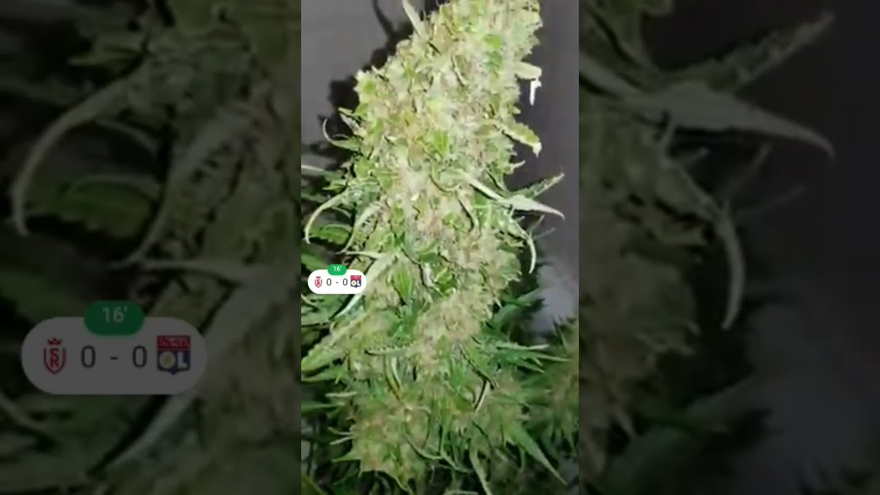 That Time Captain Created A Pound of Bud Autoflower, One Pot Beast!! HUGE Buds!!