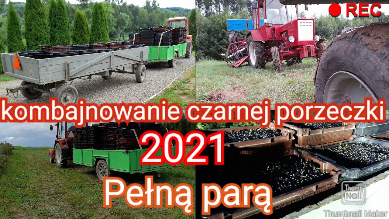 ✅4 dni w 5 minut✔Czyli kombajnowanie czarnej porzeczki 2021🌱✔( Czarne złoto)