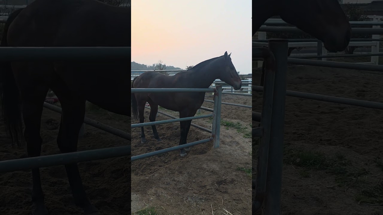 Красивая лошадь #лошадь #скачки #конныйспорт #конныеспорты