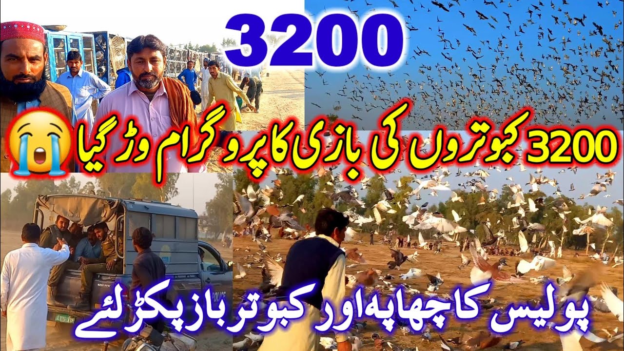 3200 Pigeons Competition | Police Raid And Pigeon Hawk Caught | Biggest Pigeon Competition Pakistan