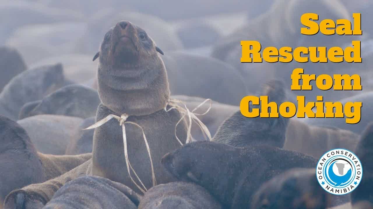 Seal Rescued from Choking