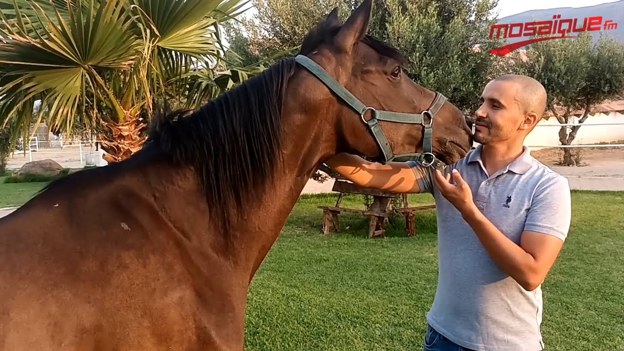 تربية الخيول في مرتفعات القصرين... الشعانبي يصنع الأبطال أيضا
