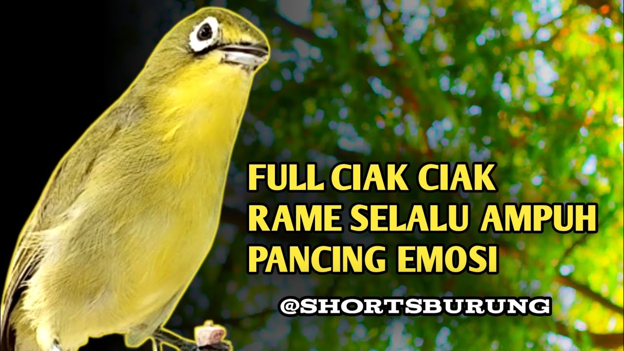 MASTERAN KECIAL KUNING LOMBA SUARA CIAK CIAK JOSS || TERAPI KECIAL KUNING MALAS BUNYI