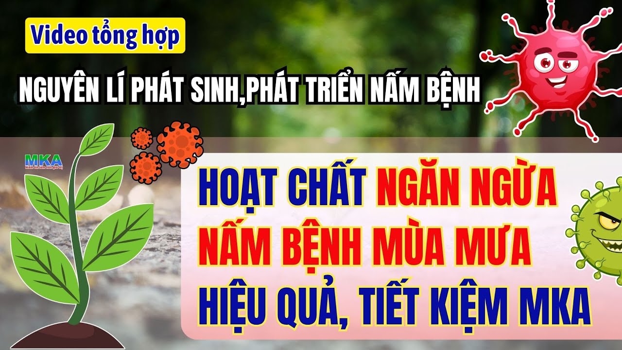 Nguy&ecirc;n l&iacute; ph&aacute;t triển của nấm bệnh v&agrave; C&aacute;c hoạt chất ph&ograve;ng ngừa hiệu quả, tiết kiệm cho m&ugrave;a mưa từ MKA