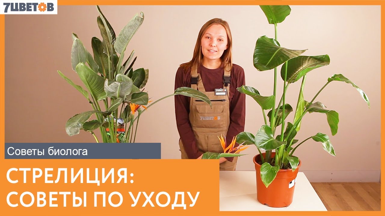Стрелиция: посадка и уход | Советы биолога 7ЦВЕТОВ