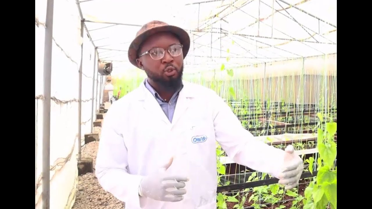 Yam seedlings production & marketing