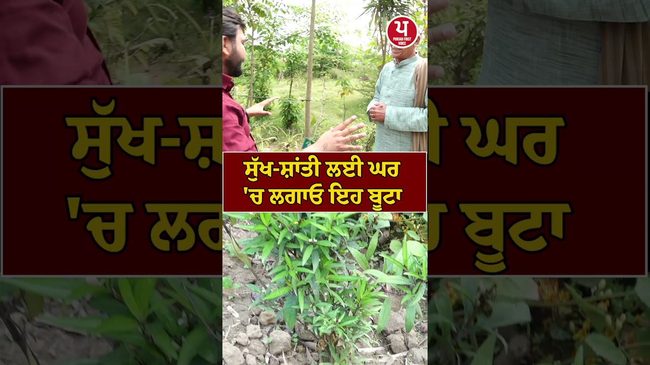 ਸੁੱਖ-ਸ਼ਾਂਤੀ ਲਈ ਘਰ 'ਚ ਲਗਾਓ ਇਹ ਬੂਟਾ, ਦੂਰ ਹੋਣਗੇ ਦੁੱਖ-ਕਲੇਸ਼ ਸਮਝੋ ਪੂਰੀ ਤਕਨੀਕ