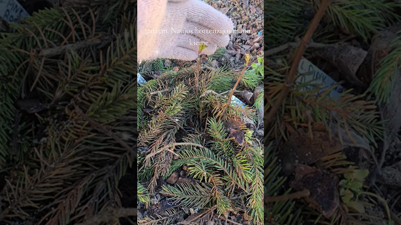 🍀🎄✨️2025m. Naujos hortenzijų veislės  mano sode. Apžvalga