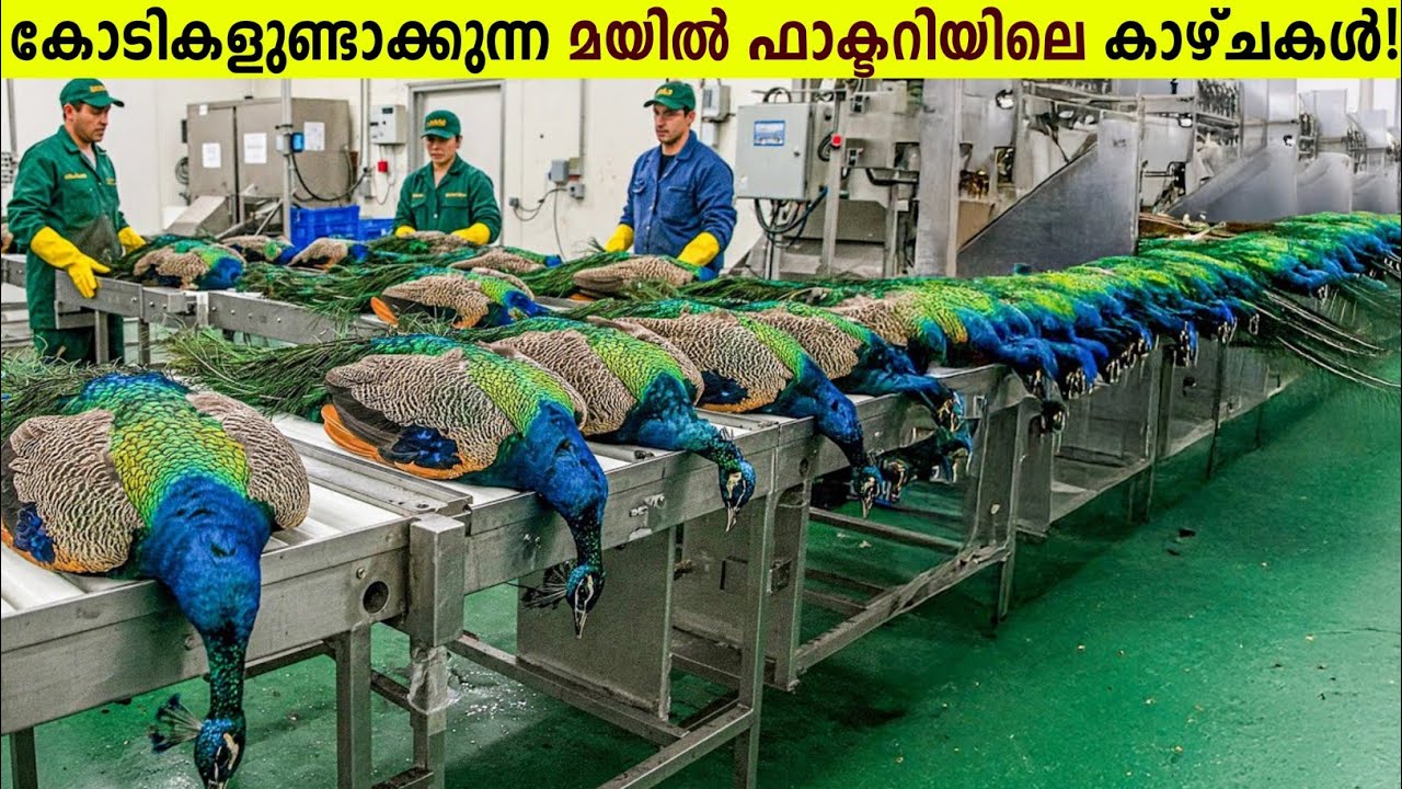 മയിലുകളെ വളർത്തി കോടികൾ കൊയ്യുന്ന ചൈനീസ് ഫാമുകൾ!😱How Sheep Wool Are Made In Malayalam | Curiostellar