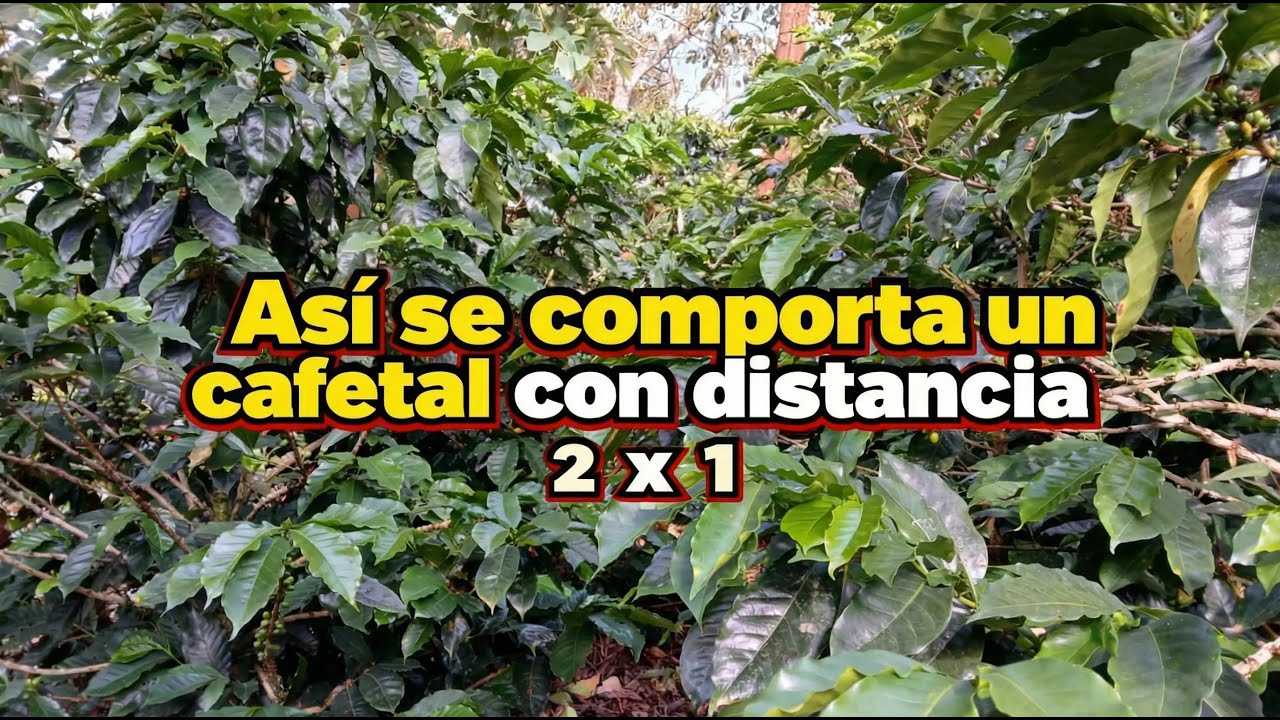 Siembras café a 2 x 1: ¿buena decisión o  error?