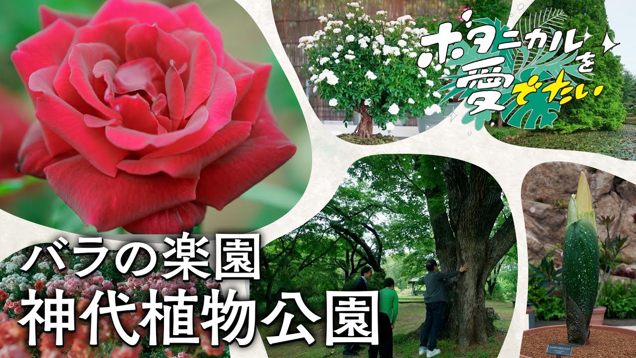 “NEW”【神代植物公園】EP19 #ボタニカルを愛でたい