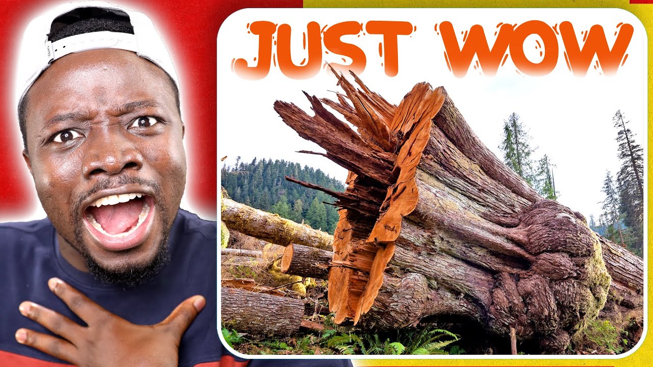 100 Years Tree Chopped down in Ghana; The Tree was Crying Literally