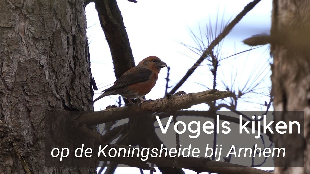 Vogels kijken op de Koningsheide bij Arnhem #1186