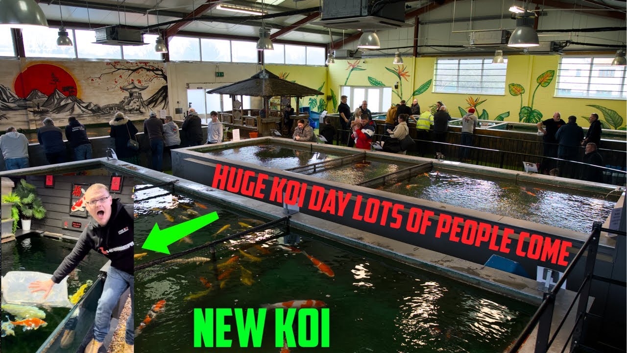 THE BEST KOI EVENT THIS YEAR**THE WIFE GETS ME A NEW KOI**SOUTH WEST KOI IS A EPIC PLACE TO VISIT