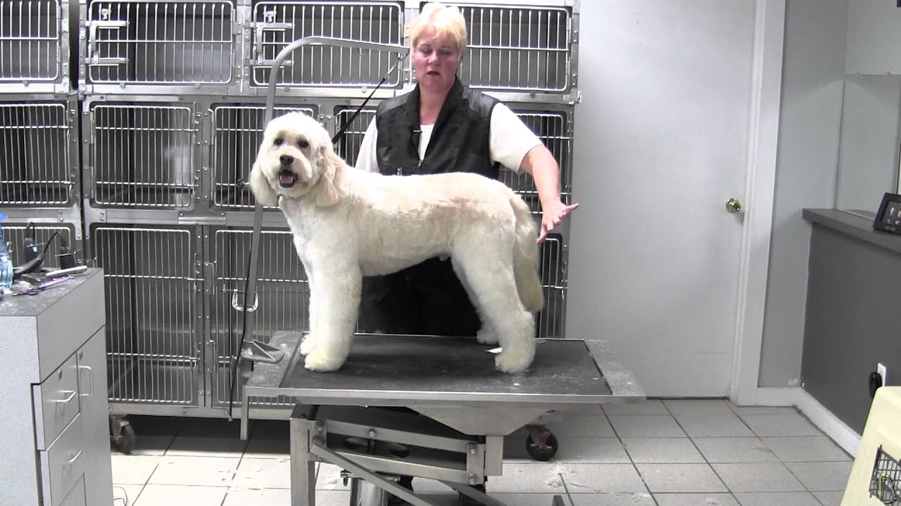 Golden Doodle- Complete Recap